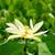Nelumbo lutea