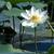 Nelumbo lutea