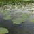 Nelumbo lutea