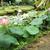Nelumbo nucifera along pond edge