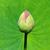 Nelumbo nucifera bud in summer