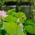 Nelumbo nucifera in the landscape