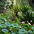 Nelumbo nucifera in a Japanese Garden