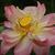 Nelumbo nucifera with bees