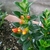 Green leaves with orange flowers form