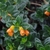 Glossy green leaves and 'goldfish' orange flowers