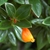 Small shiny leaves and a puckered orange & yellow tubular flower