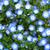 Nemophila menziesii