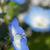 Nemophila menziesii