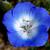 Nemophila menziesii