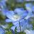 Nemophila menziesii