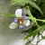 Trimezia gracilis in flower.