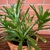 dark green rosette of strap-like leaves