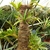 Several rosette plants growing on a post covered in palm fiber.