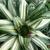 Green strappy leaves with white stripes holding water in center.