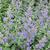 Nepeta 'Walker's Low'