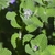 Leaves with scalloped edges and fuzzy texture