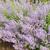 Nepeta x faasenii