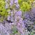 Nepeta x faasenii