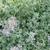 Nepeta x faasenii