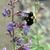 Nepeta x faassenii 'Walker's Low'