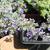 Nepeta x faassenii 'Walker's Low'