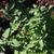 Nepeta x faassenii 'Walker's Low'