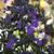 Nepeta x faassenii 'Walker's Low'