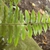 Leaf Blade