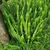 Erects fronds of a fern in a dense planting.