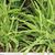 Nephrolepis cordifolia