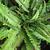 Nephrolepis cordifolia