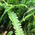 Nephrolepis cordifolia