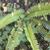 Nephrolepis cordifolia
