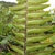 Spores