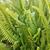 Nephrolepis exaltata