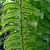 Spores