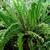 Nephrolepis exaltata