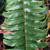 Nephrolepis exaltata leaf