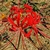 Nerine samiensis red bloom September Chatham County, NC
