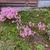 Nerine bowdenii whole plant