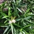 Vigorous shoots with narrow leaves. Clusters of pink flowers.