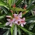 Narrow leaves & cluster of pinwheel-shaped, pink flowers