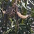 brown splitting seed pod with tiny seeds attached to disperse