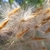 Seeds with tufts of tan hairs that aid in dispersal by wind.