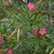 Narrow leaves, pink pinwheel flowers & narrow follicles.