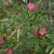 Nerium oleander Leaf and Flower