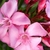Pink flowers with corona around the mouth of the floral tube