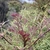 Reddish new leaf growth in October in Victoria, Australia