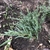 New planting form in April in Mercer County, New Jersey